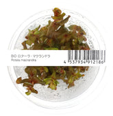 ADA Red Butterfly Rotala macrandra IC010